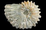 Bumpy Ammonite (Douvilleiceras) Fossil - Madagascar #103058-1